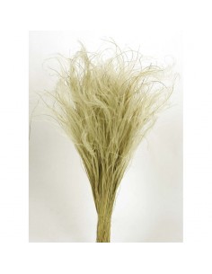 Stypa pennata natural 50cm