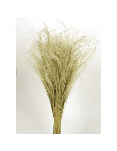 Stypa pennata natural 50cm
