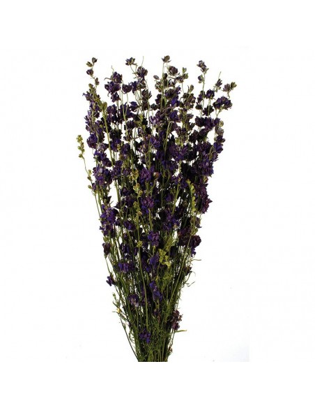 Delphinium Morado/azul