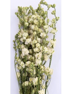 Delphinium blanco