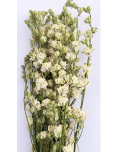 Delphinium Seco Crema