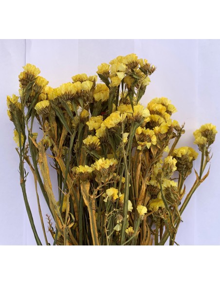 Statice sinuata amarillo