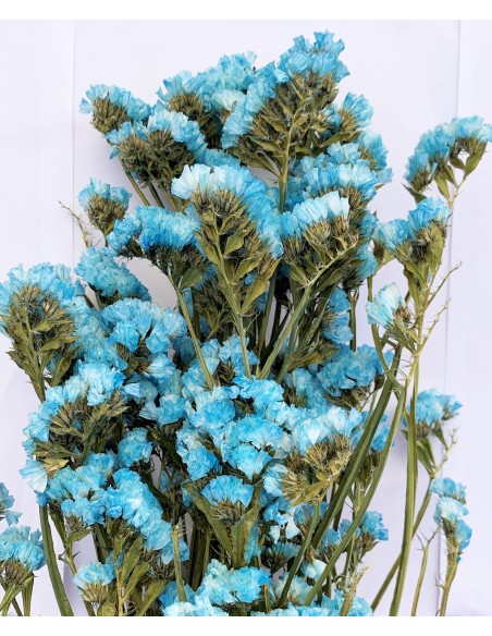 Statice sinuata azul cielo
