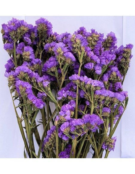 Statice sinuata morado