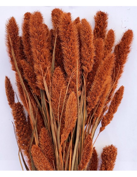 Setaria 75cm marron calaro 180g