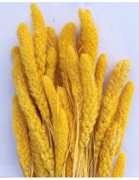 Setaria 75cm amarrilla 180g