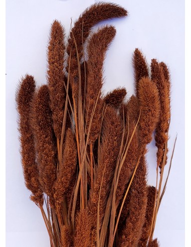 Setaria 75cm marron oscuro 180g