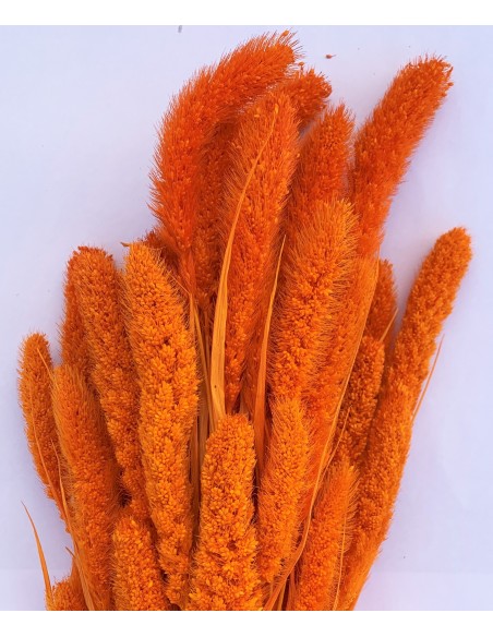 Setaria 75cm naranja 180g