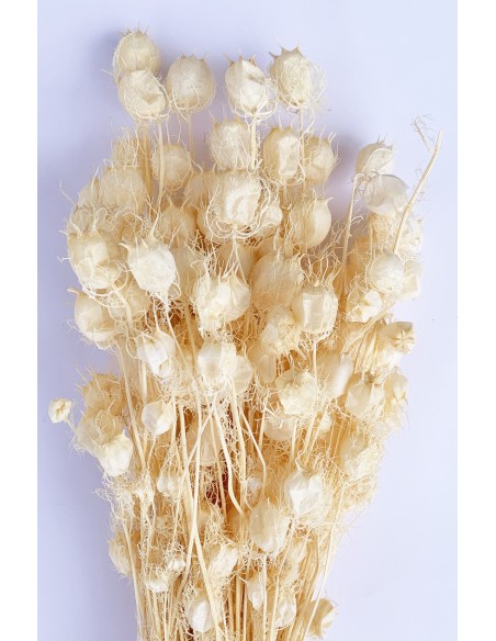 Nigella color Blanco marfil