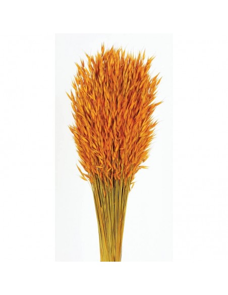 copy of Avena sativa color lila 200g