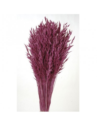 copy of Avena sativa color Rosa...