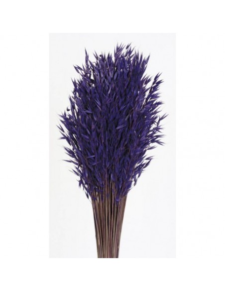 copy of Avena sativa color lila 200g
