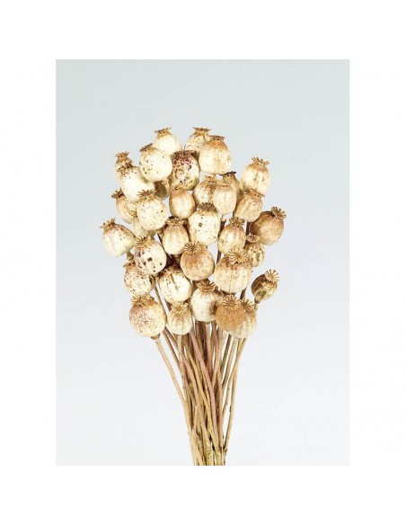 copy of Papaver natural