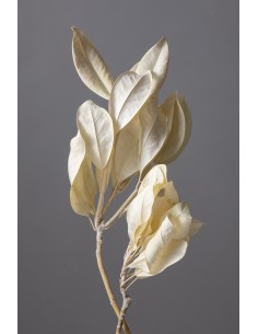 Magnolia grandiflora crema