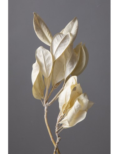 Magnolia grandiflora crema