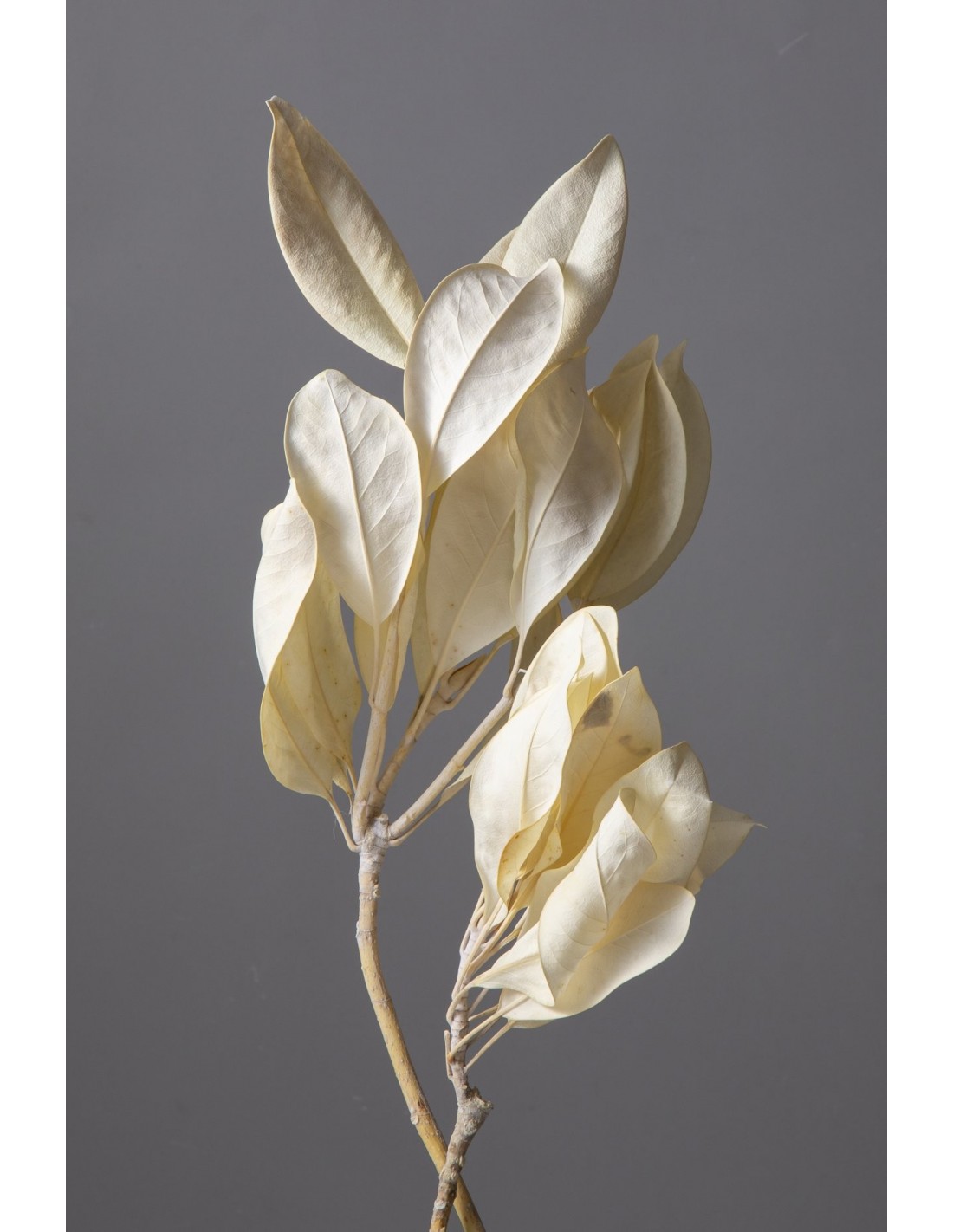 Magnolia grandiflora crema