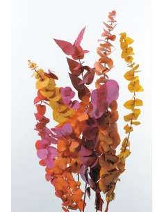 Eucalipto cinerea tricolor 65g