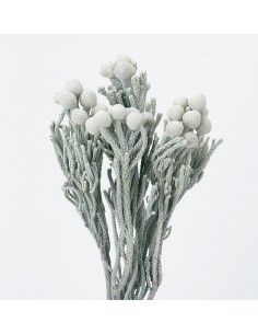 Silver brunia albiflora