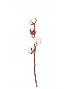 Flor de algodón 6 cabezas