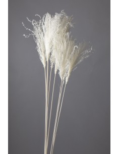 Pampa joponesa grass blanco