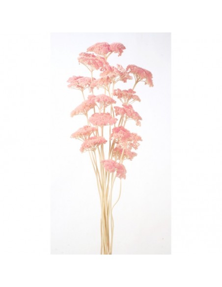 copy of Achillea filipendulina natural