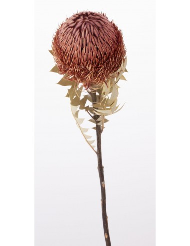 copy of Banksia natural