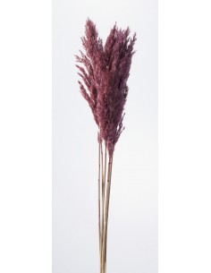 Plumero reed color vino