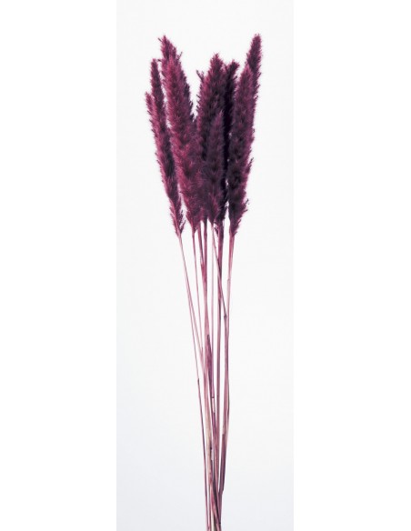 Phragmites australis. Plumero color vino