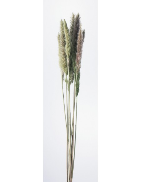 copy of Phragmites australis. Plumero natural
