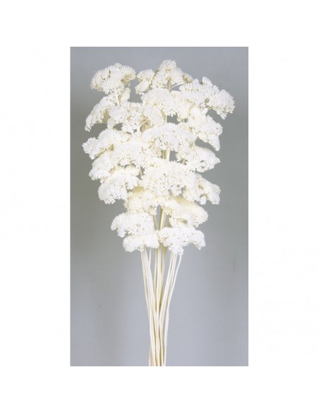 copy of Achillea filipendulina natural