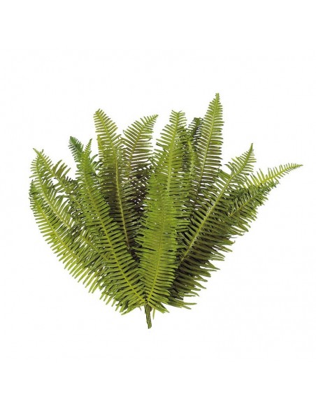 Helecho seagul verde