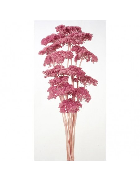 Achillea filipendulina rosa medio
