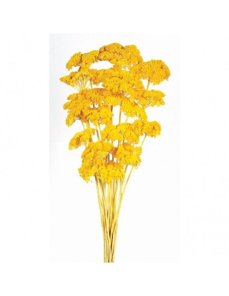 copy of Achillea filipendulina rosa medio