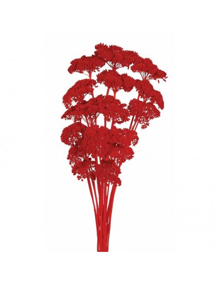 Achillea filipendulina roja