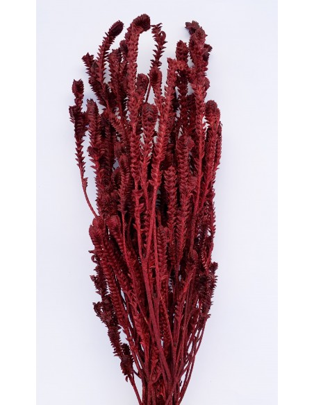 copy of Yellow green preservado 50cm naranja oscuro