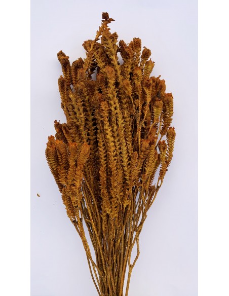 copy of Yellow green preservado 50cm naranja oscuro