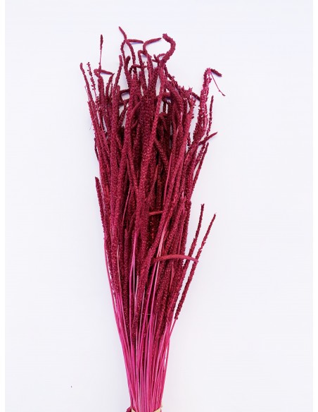 Wil tail preservado rosa oscuro 100gr