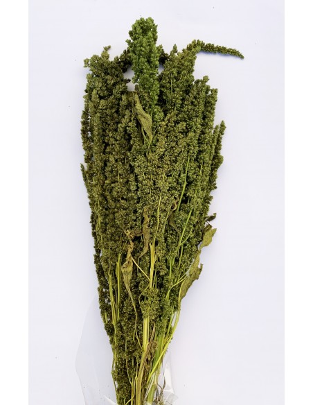 Amaranthus recto preservado verde musgo 50cm