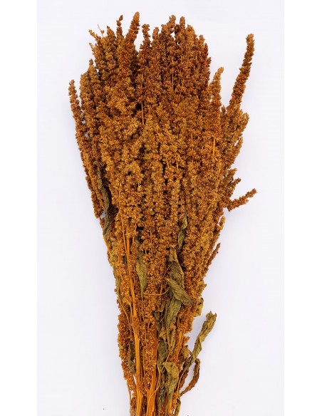 copy of Amaranthus recto preservado verde musgo 50cm