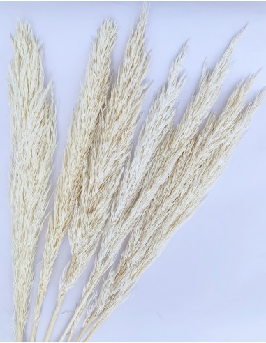 Cortaderia blanca 80-90cm x7