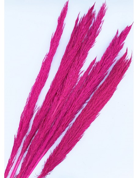 Cortaderia fucsia 80-90cm x7
