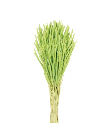 Phleum preservado pistacho
