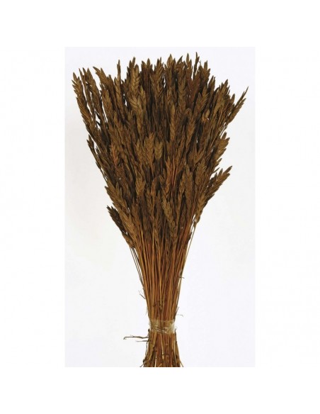 copy of Spigadoro mostaza
