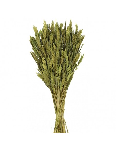 copy of Spigadoro mostaza