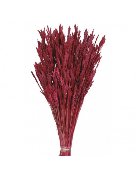 Spigadoro fucsia oscuro