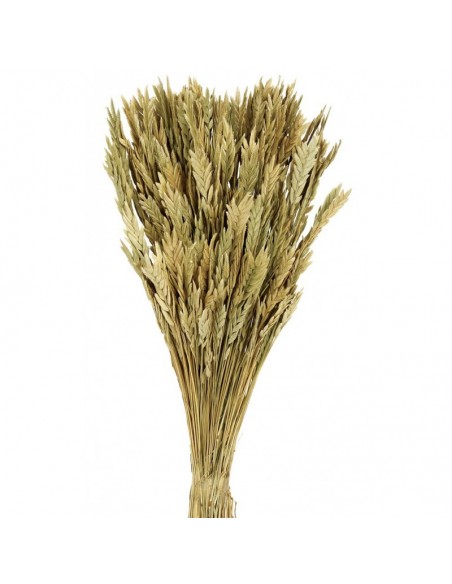 copy of Spigadoro mostaza