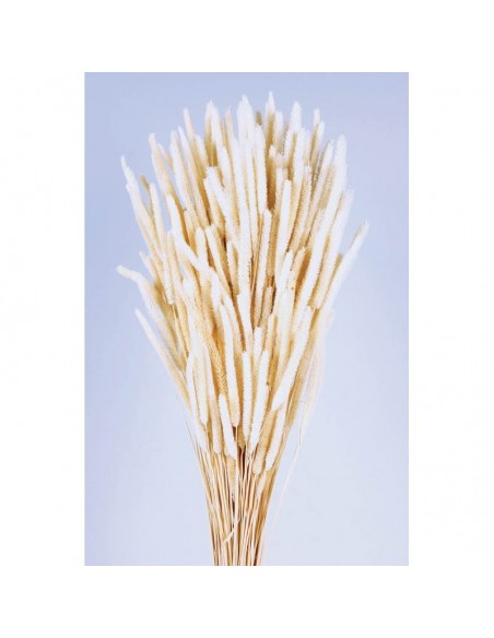 Phleum preservado blanco