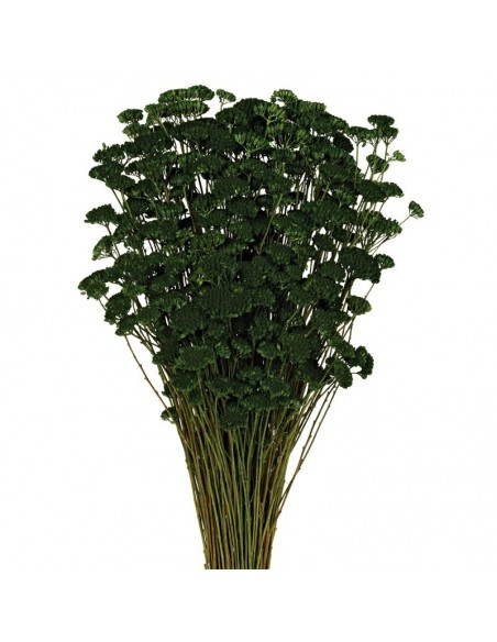 Achillea silvestre verde oscuro 150g