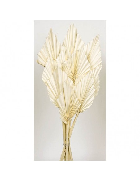 Palm spear blanco 50 x 8-10 cms, 10 pcs