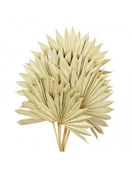 Palm sum natural 60cms, 15/25 cms, 6 pcs